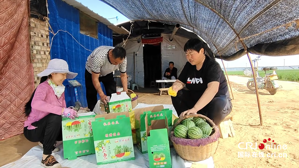 【奋斗在希望的春天里】 陕西大荔：吊篮西瓜抢鲜上市 甜了“舌尖”富了瓜农