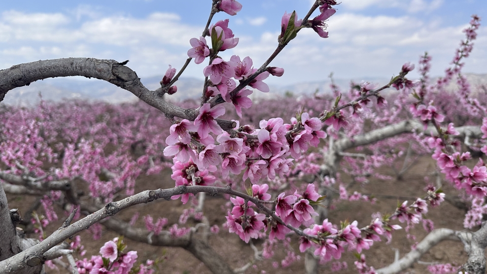 【原创】甘肃天水：以花为媒、以诚会友 秦安桃花开了！_fororder_9e8fa37bac2ab31678acc2261cee6d0