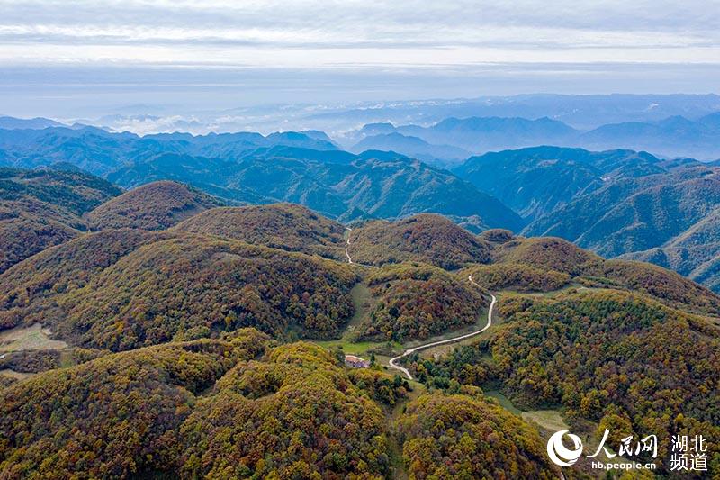 湖北保康：大水林场秋色美