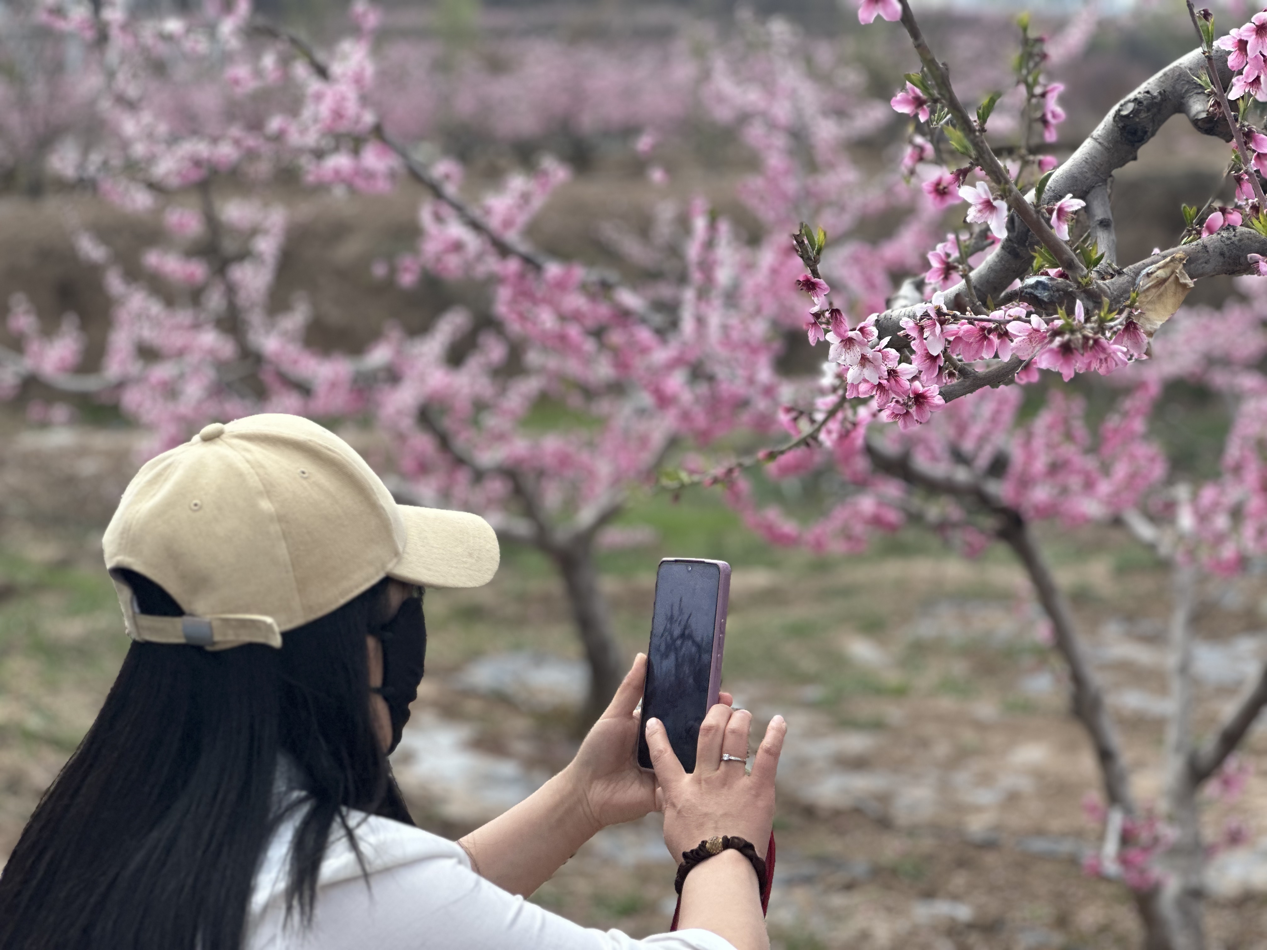 【原创】甘肃天水：以花为媒、以诚会友 秦安桃花开了！_fororder_b89821b9410e738f9e9a7756eb22fa9