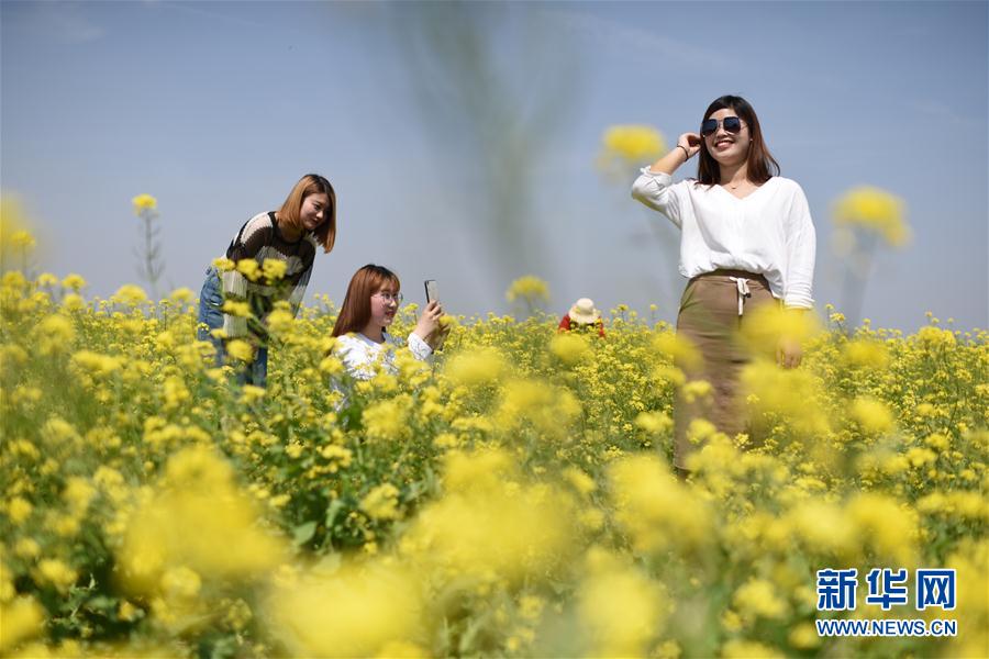 河北安平：油菜花开 乐游乡村