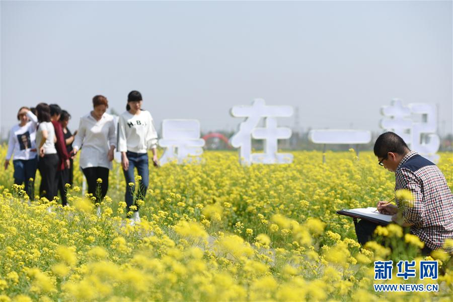 河北安平：油菜花开 乐游乡村