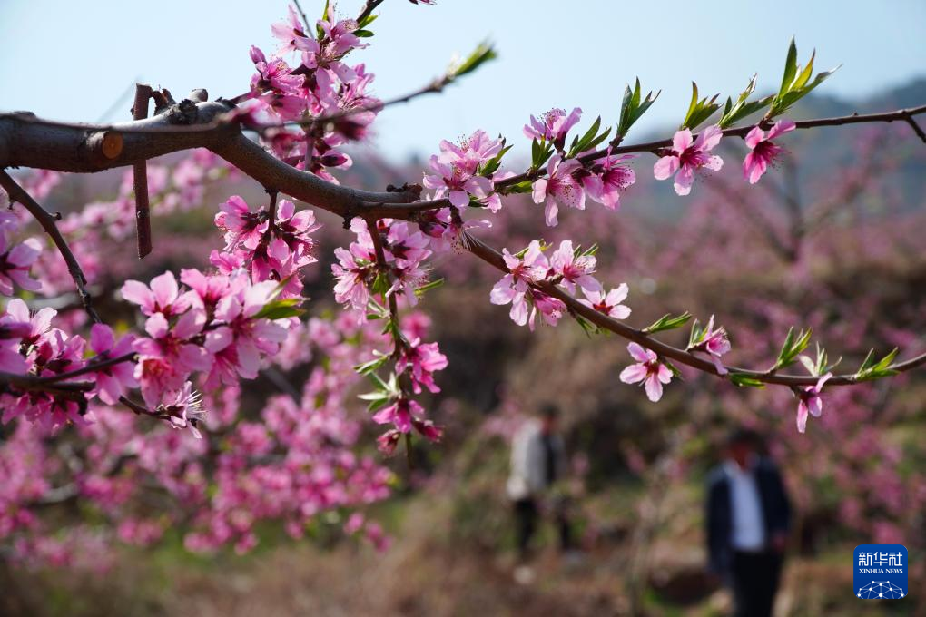 山东潍坊：桃花灼灼山色新