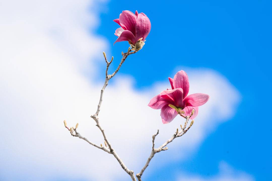 沈阳故宫：宫里赏花，春光正好