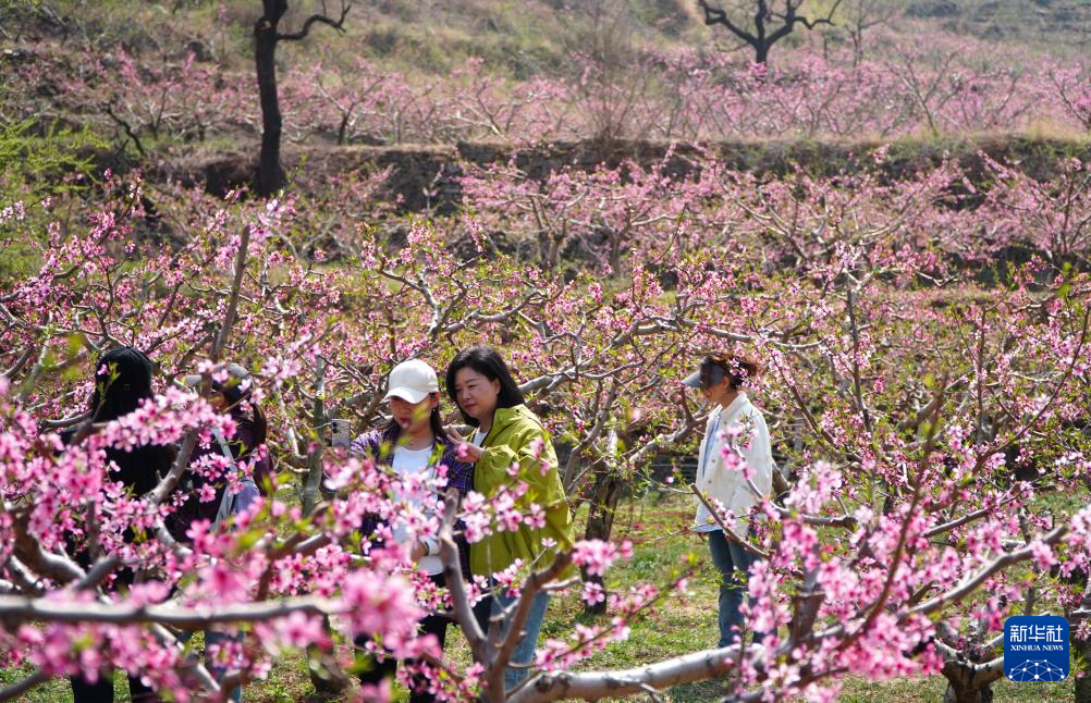 山东潍坊：桃花灼灼山色新