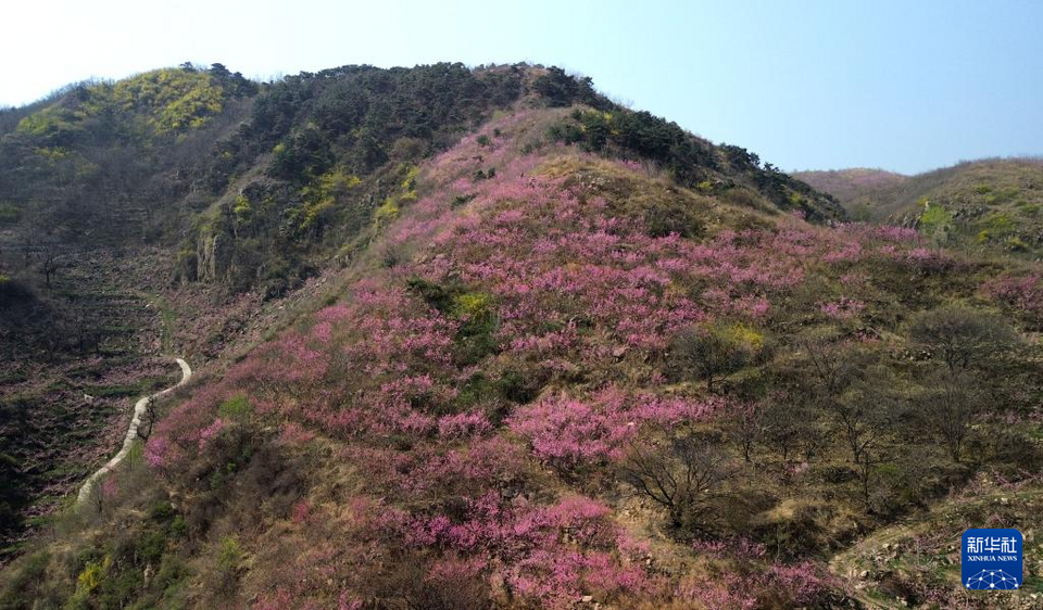 山东潍坊：桃花灼灼山色新