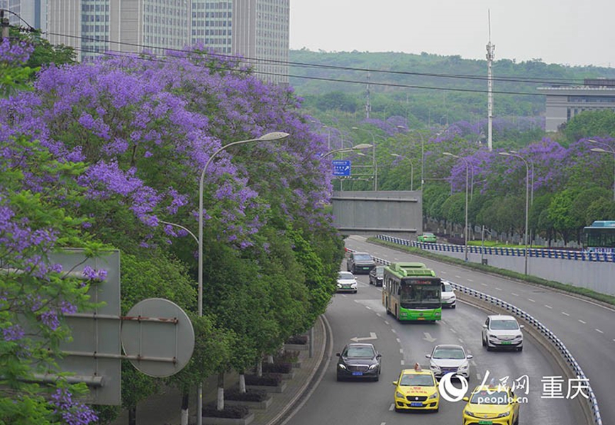 重庆街头蓝花楹盛放 成片花海扮靓城市