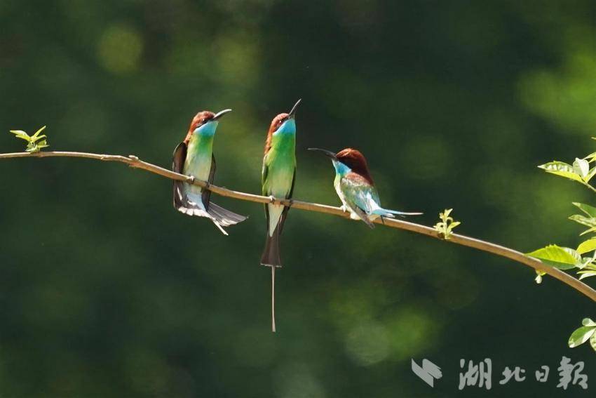 “中国最美小鸟”飞回湖北红安