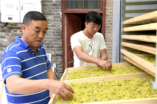 三门峡示范区阳店镇：金银花开出致富“幸福花”_fororder_村民们对烘干后的金银花进行筛捡 摄影 彭红勇