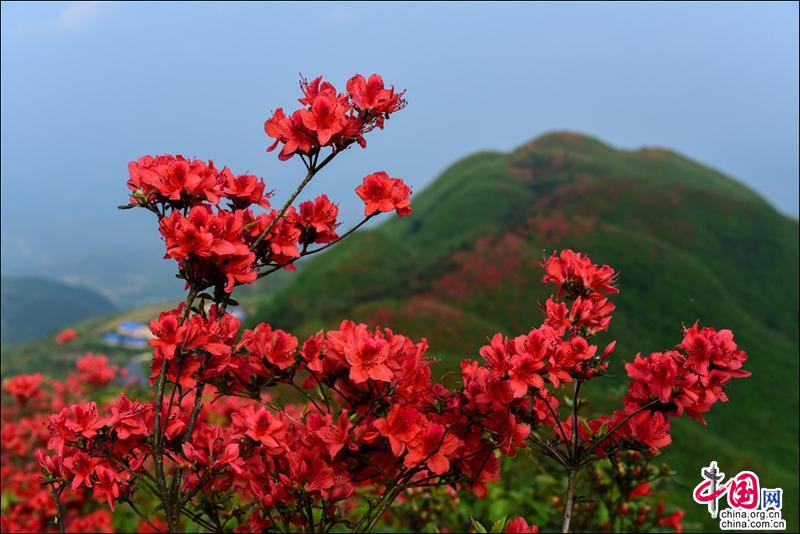 黄平谷陇大高山，万亩杜鹃花海惹得游人醉