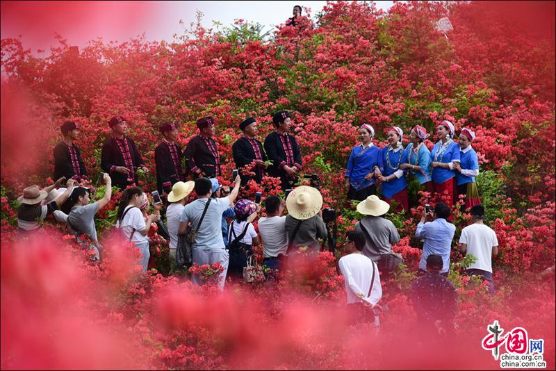 黄平谷陇大高山，万亩杜鹃花海惹得游人醉