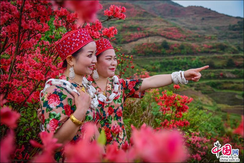 黄平谷陇大高山，万亩杜鹃花海惹得游人醉