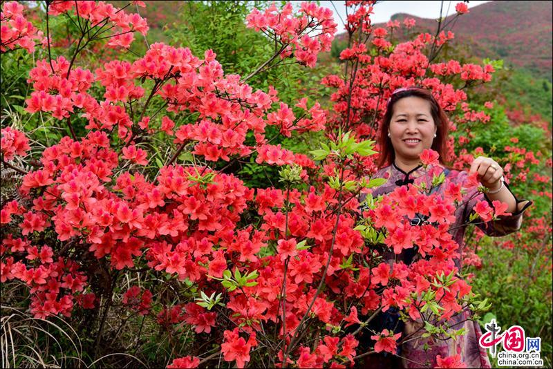 黄平谷陇大高山，万亩杜鹃花海惹得游人醉