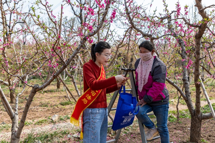 图片默认标题_fororder_工作人员向桃农普法宣传 摄影 颜丽媛