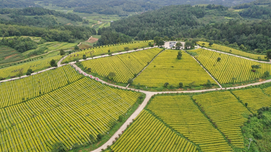 贵州瓮安：春到茶山采茶忙  20万亩茶飘香_fororder_贵州黄红缨茶业有限公司黄金芽基地（瓮安县委宣传部 供图）