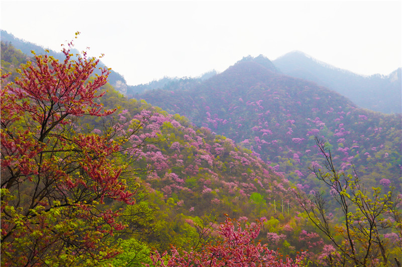 南阳市西峡县：18万亩野生紫荆花迎来盛放期_fororder_紫荆花海 摄影 王小军.JPG