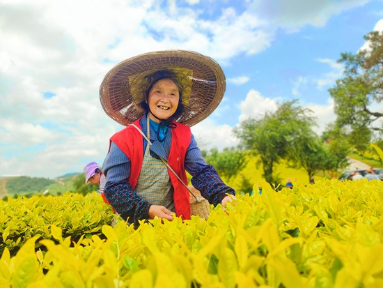 贵州瓮安：春到茶山采茶忙  20万亩茶飘香_fororder_村民采茶增收的喜悦（瓮安县委宣传部 供图）