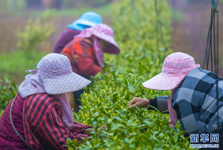 茶乡茶飘香 茶农采茶忙