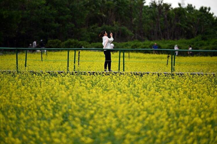 沈阳：油菜花开满地金