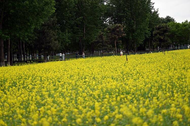 沈阳：油菜花开满地金