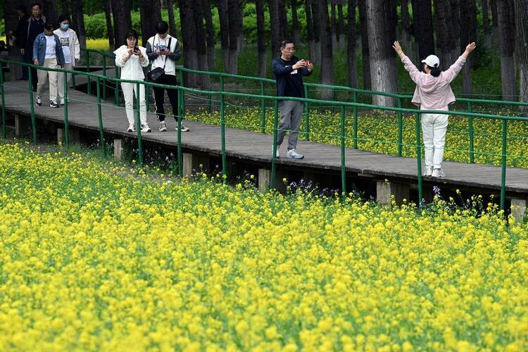 沈阳：油菜花开满地金