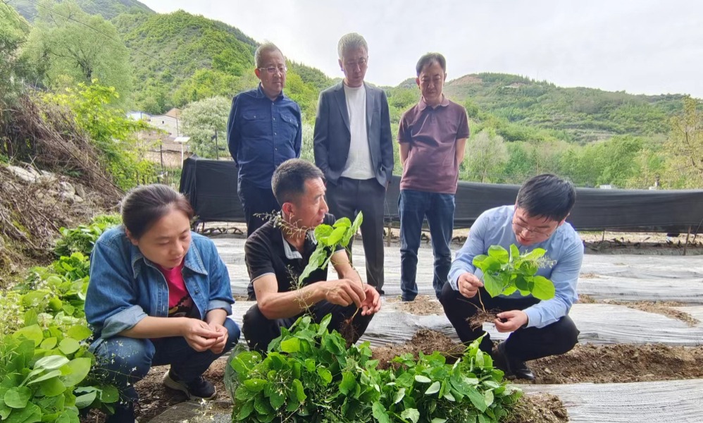 【原创】天水甘谷：深耕药材种植“试验田” 积蓄生态富民“新动能”_fororder_3