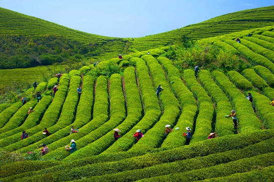 贵州瓮安：春到茶山采茶忙  20万亩茶飘香_fororder_瓮安县岚关乡茶海村云顶山茶场（瓮安县委宣传部 供图）