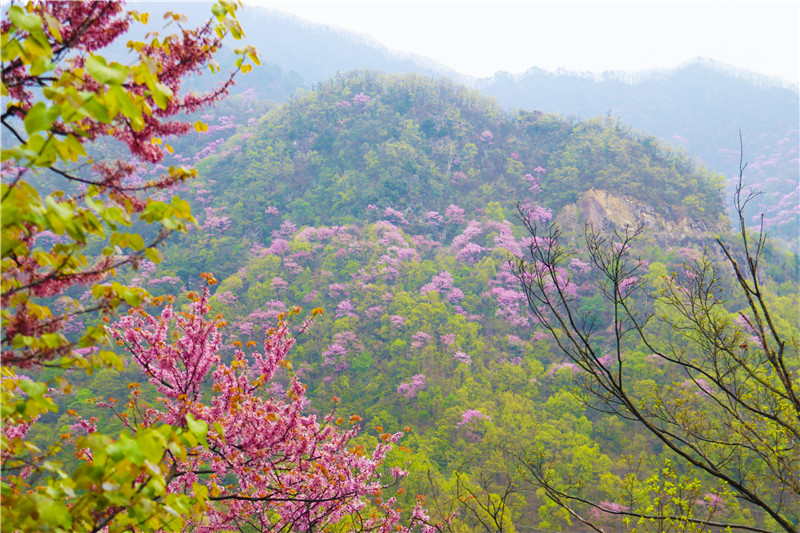 南阳市西峡县：18万亩野生紫荆花迎来盛放期_fororder_漫山紫荆花与伏牛山交相辉映 摄影 王小军.JPG