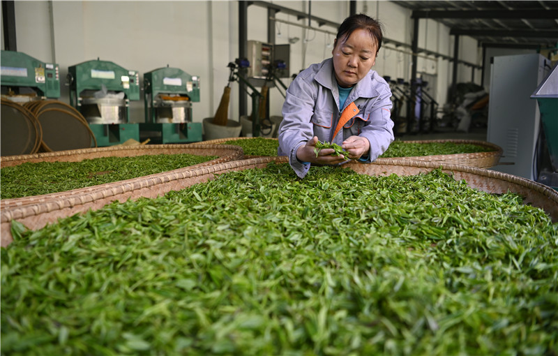 信阳新县：山水红城茶韵香_fororder_新鲜采摘的茶叶（焦汉平 摄） - 复件(1)