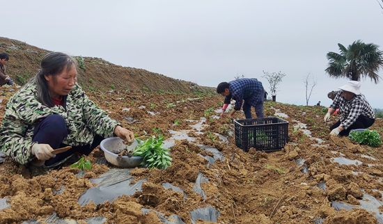 贵州瓮安：聚“椒”产业  富民兴村_fororder_瓮安县珠藏镇新华村村民李奇林辣椒基地进行幼苗移栽