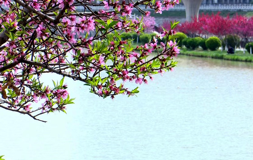 【原创】天水秦州：龙城日暖万物苏 春风十里花满城