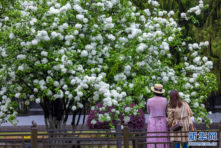 南京：绣球花开惹人醉