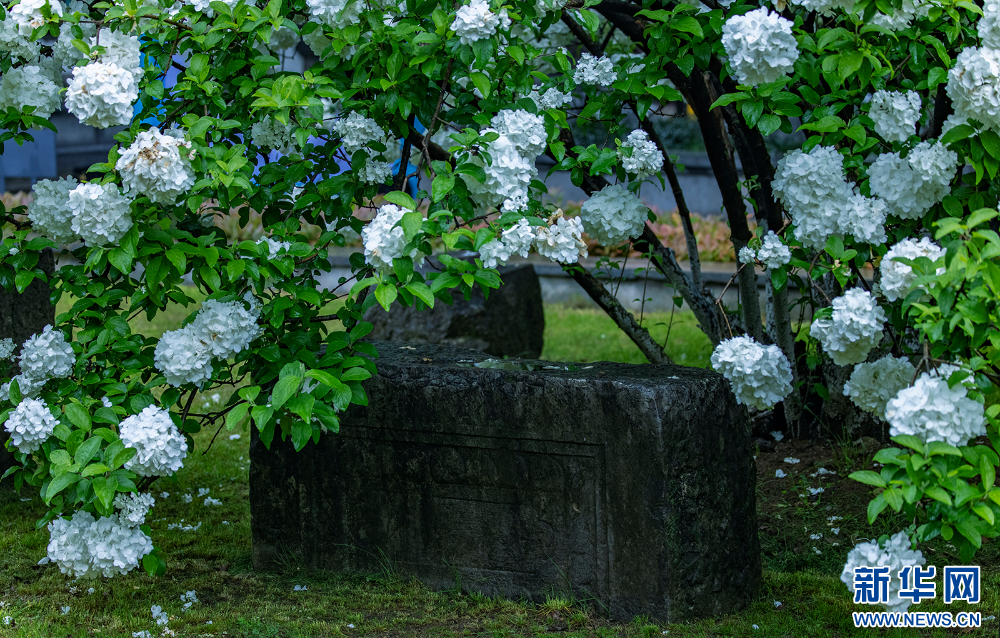 南京：绣球花开惹人醉