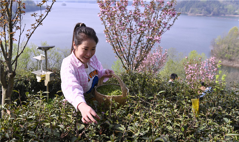 信阳新县：山水红城茶韵香_fororder_游客采摘茶叶 （焦汉平 摄）