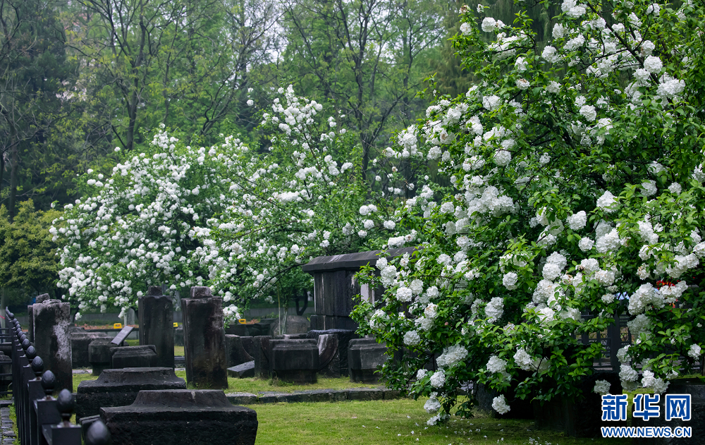 南京：绣球花开惹人醉