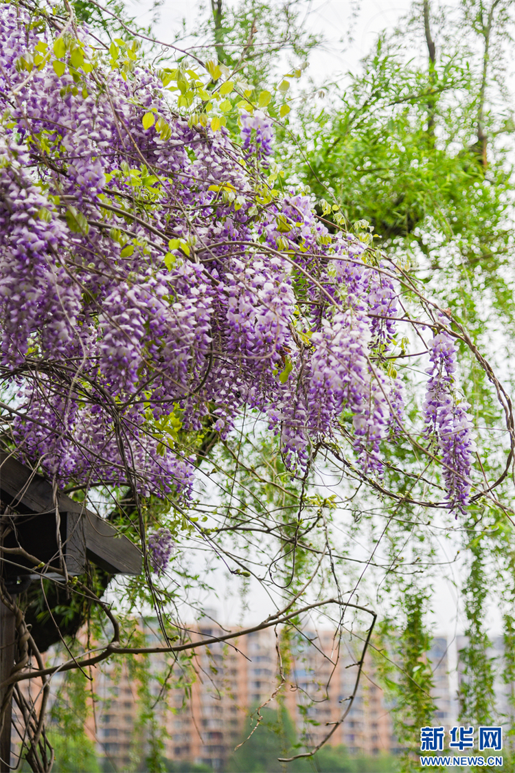 南京：百年紫藤花开如瀑 带来春日浪漫