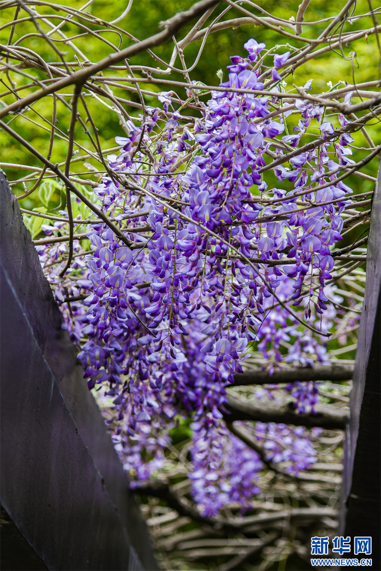 南京：百年紫藤花开如瀑 带来春日浪漫