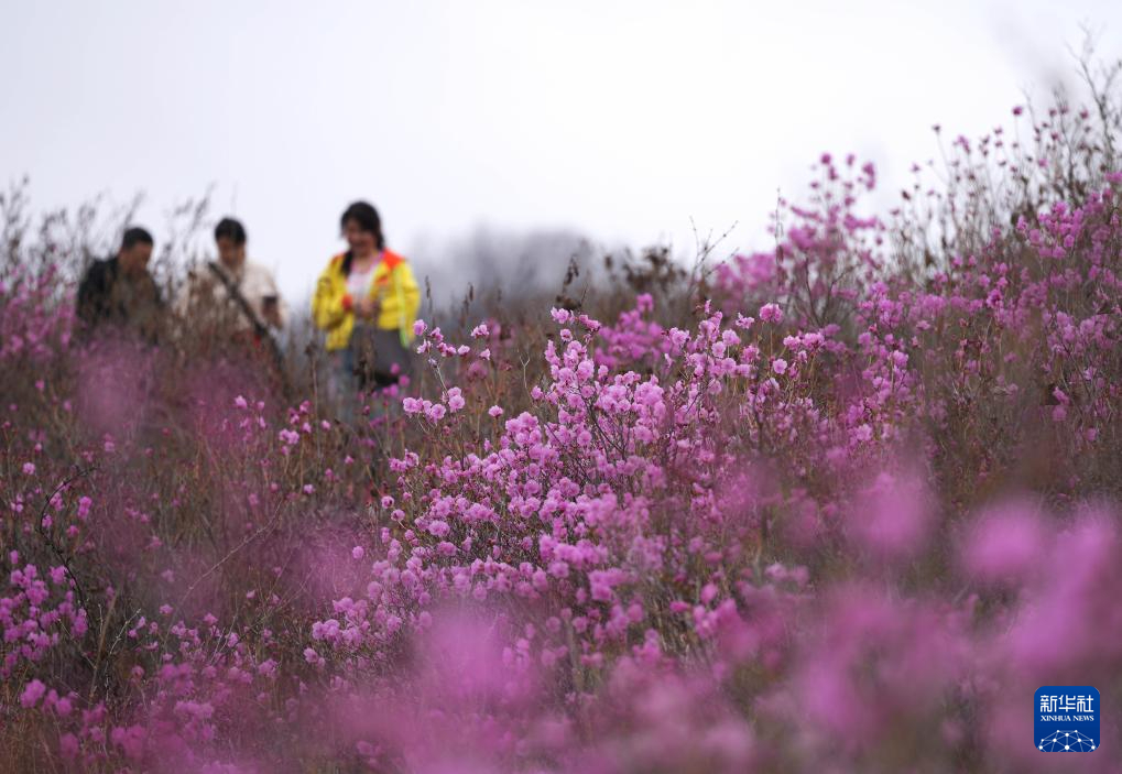 鞍山：映山红花开