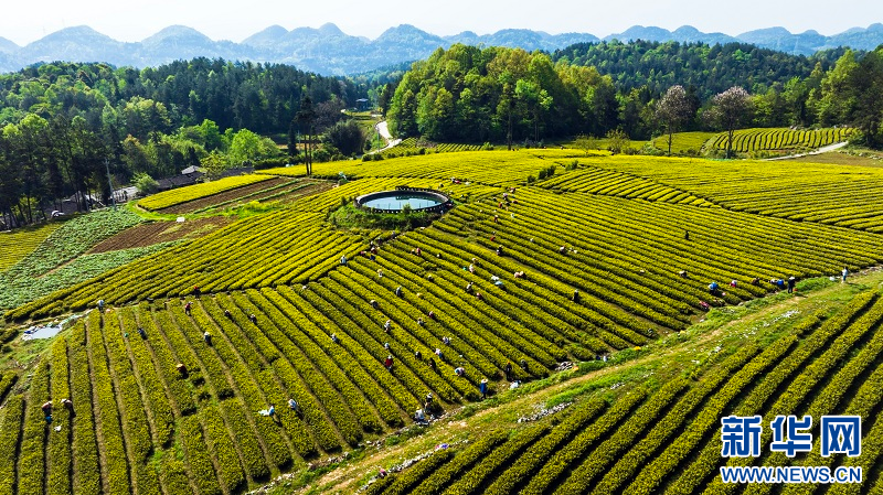 湖北咸丰：上春山 采白茶