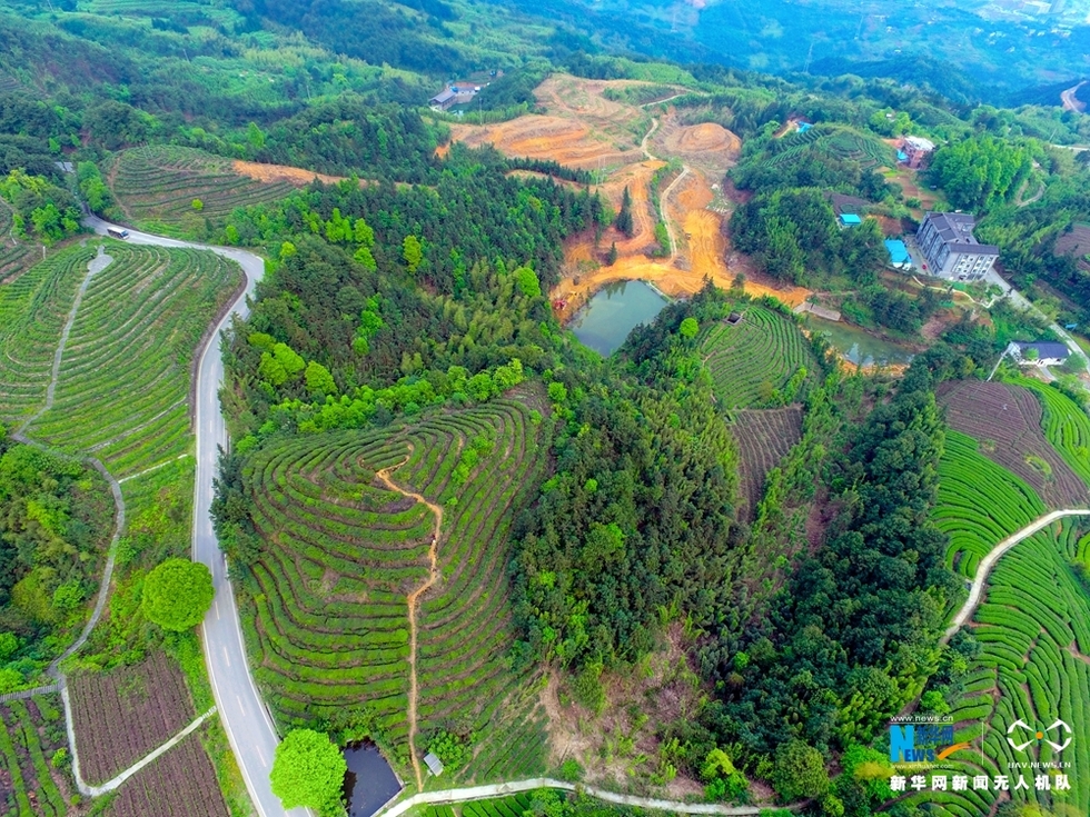 航拍重庆茶山竹海 青翠欲滴春意盎然