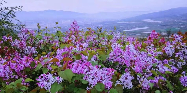 【丁香花开 “香”约清水】清水丁香的魅力法则_fororder_1