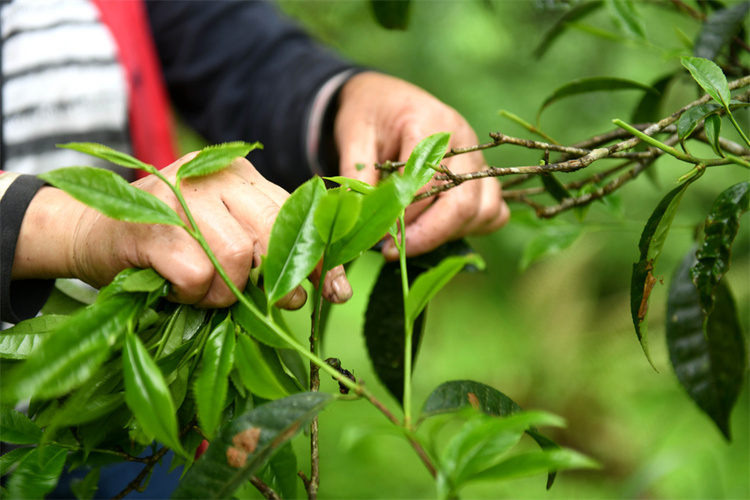 广西龙胜：谷雨时节  古茶树园里采茶忙_fororder_4月19日，在广西桂林市龙胜各族自治县江底乡江底村，茶农在茶园里采摘谷雨茶。 (6).JPG