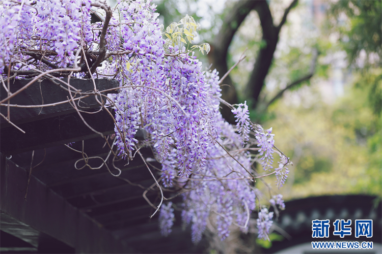 南京：百年紫藤花开如瀑 带来春日浪漫