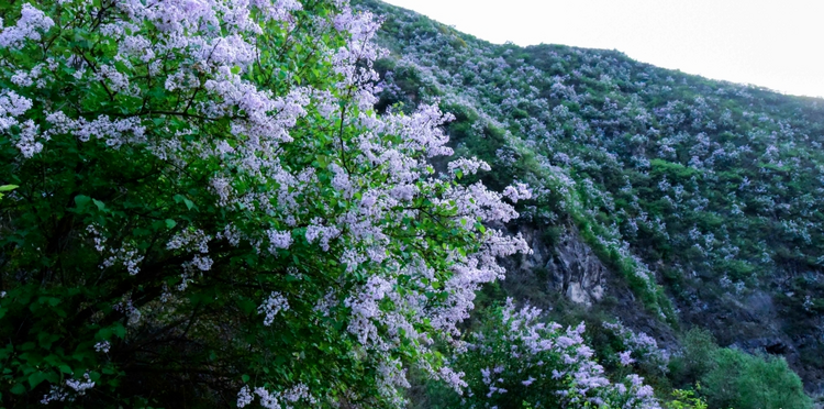 【丁香花开 “香”约清水】清水丁香的魅力法则_fororder_3