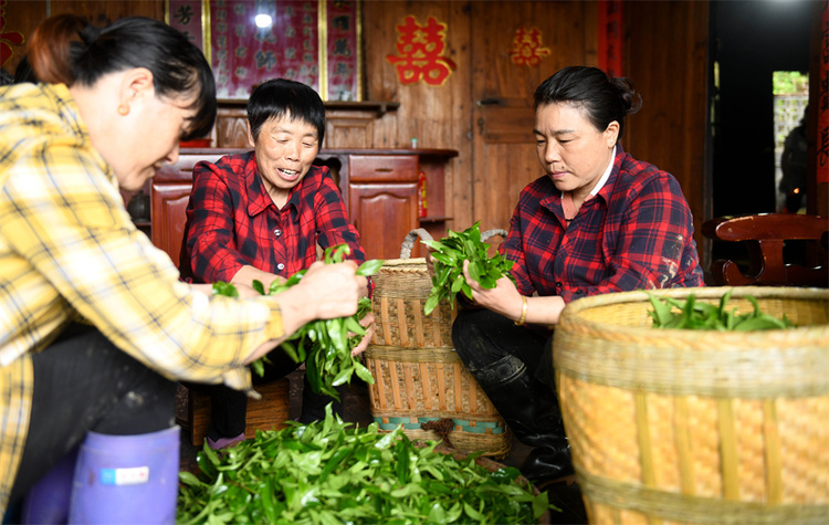 广西龙胜：谷雨时节  古茶树园里采茶忙_fororder_4月19日，在广西桂林市龙胜各族自治县江底乡江底村，茶农在挑选茶叶。 (2).JPG