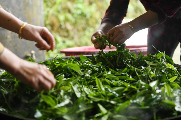 广西龙胜：谷雨时节  古茶树园里采茶忙_fororder_4月19日，在广西桂林市龙胜各族自治县江底乡江底村，茶农煮茶叶。 (3).JPG