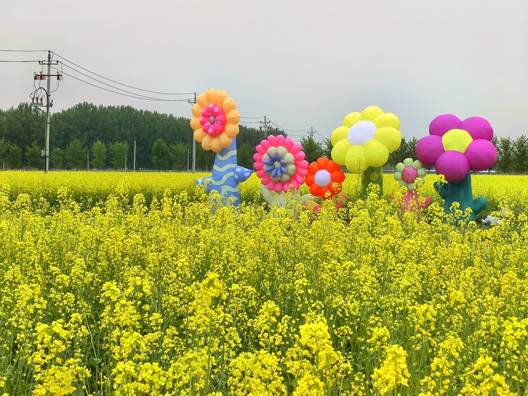 天津市武清区大良镇堤岸花田游开幕 数百亩油菜花迎绽放_fororder_3