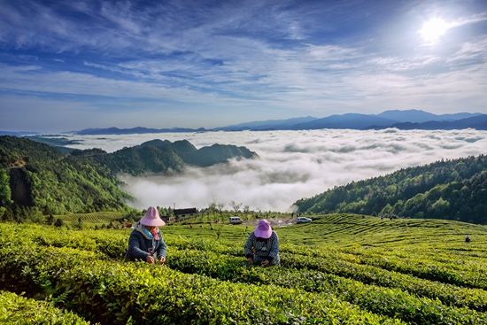 雷山银球茶问鼎中国好绿茶贵州金奖茶王_fororder_高山云雾出好茶2-杨昌国