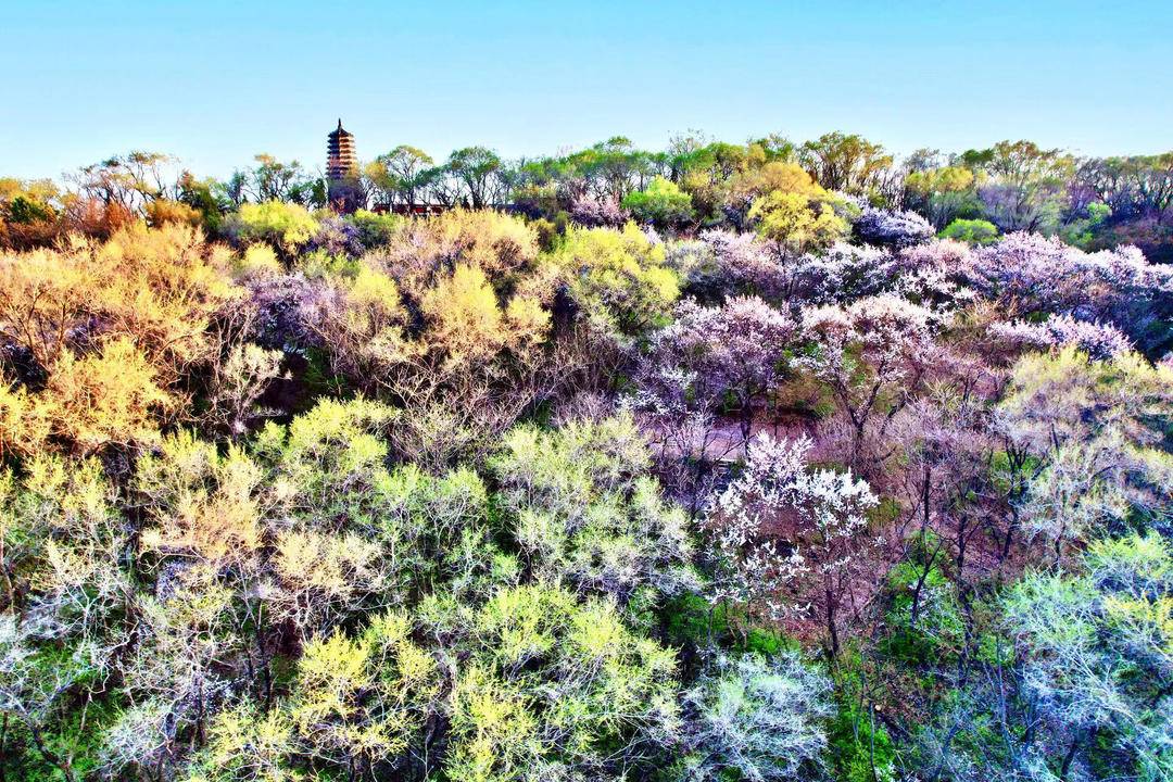 抚顺：百花斗艳迷人眼