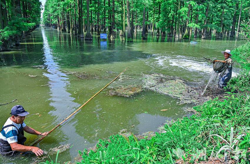 武汉市新洲区：涨渡湖清漂 护航水上森林“颜值”